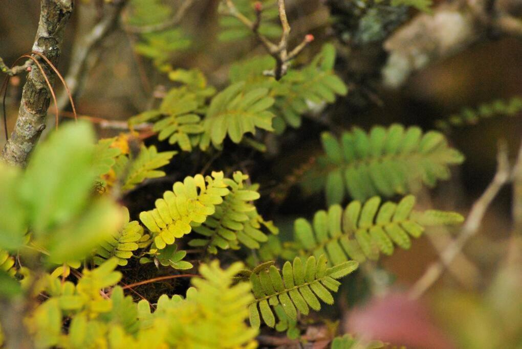 San Cristóbal de Las Casas Hostal Casa 4 Estaciones, Coliving & Nature מראה חיצוני תמונה